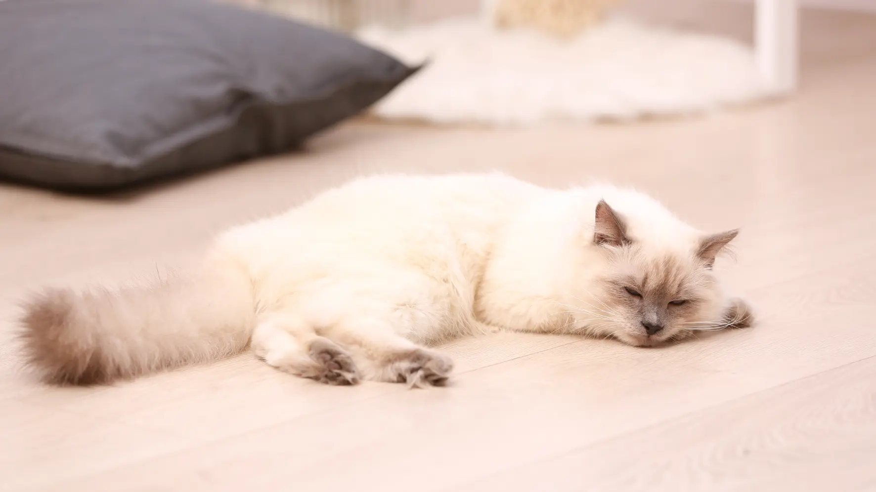Kot śpi na jasnej podłodze – komfortowe ogrzewanie podłogowe dla dzieci i zwierząt.